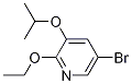 5-Bromo-2-ethoxy-3-isopropoxypyridineStructure,1241752-43-1Structure 5-Bromo-2-ethoxy-3-isopropoxypyridine Structure,1241752-43-1Structure